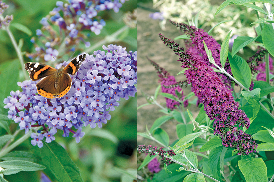 Buzz Series, popular with home gardeners / Miss Series: tall plants that are very prolific - credit: Thompson & Morgan/ Graham Rice